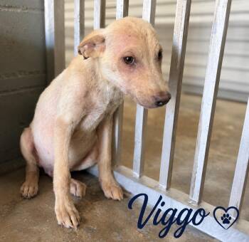 Viggo -  Mixed Breed Dog for Adoption in Conway, South Carolina - Viggo | PetCurious