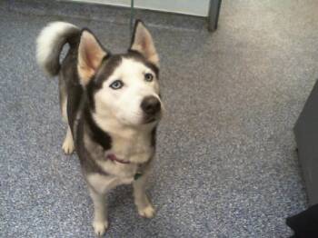 Siberian Husky Dogs Available for Adoption - WINTER | PetCurious