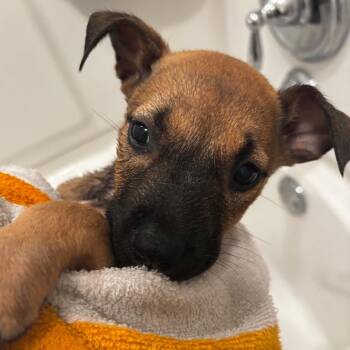 Brownie -  Labrador Retriever Dog for Adoption in Birmingham, Alabama - Brownie | PetCurious