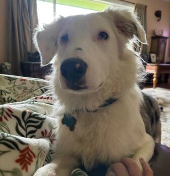 Border Collie Dogs Available for Adoption in Bend, Oregon - Shep | PetCurious