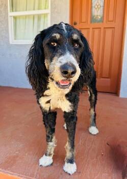 Bernese Mountain Dog and Standard Poodle Dogs Available for Adoption in Los Angeles, California - Harper | PetCurious
