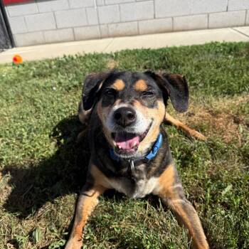 Finnegan -  Hound Dog for Adoption in Branford, Connecticut - Finnegan | PetCurious