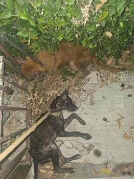 Rescue Border Collie Dogs for Adoption in New York, New York - Betsy TX | PetCurious