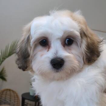Shih Tzu and Bichon Frise Dogs Available for Adoption - Bow | PetCurious
