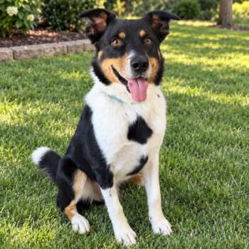 Malarkey -  Border Collie Dog for Adoption in Fargo, North Dakota - Malarkey | PetCurious