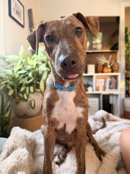 Waylon -  Pit Bull Terrier Dog for Adoption in Richmond, Virginia - Waylon | PetCurious