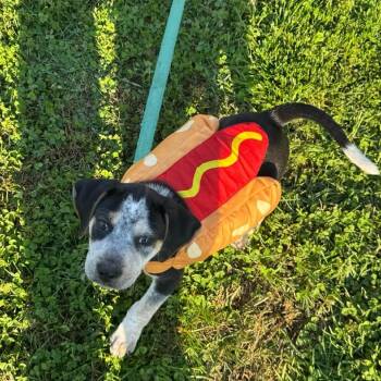Apple -  Coonhound Dog for Adoption in Jarrettsville, Maryland - Apple | PetCurious