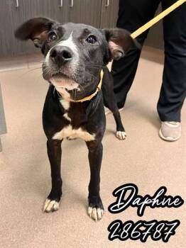 Rescue Mixed Breed Dogs for Adoption in Macon, Georgia - DAPHNE | PetCurious