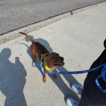 Raya -  Pit Bull Terrier and Mixed Breed Dog Available for Adoption in Corpus Christi, Texas - Raya | PetCurious