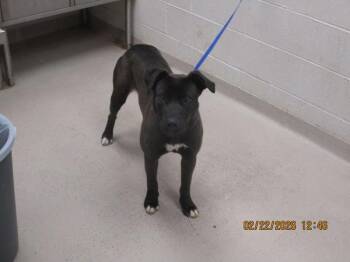 Pit Bull Terrier Dogs Available for Adoption - Val (79) | PetCurious