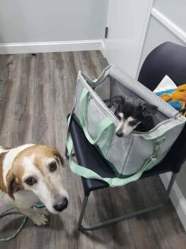 Grandma Gayle -  Chihuahua Dog for Adoption in Pottstown, Pennsylvania - Grandma Gayle | PetCurious