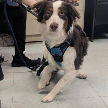 Mixed Breed Dogs Available for Adoption in Philadelphia, Pennsylvania - Lucy | PetCurious