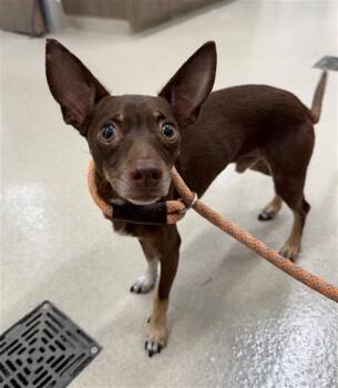 FONDU -  Chihuahua and Mixed Breed Dog for Adoption in Baytown, Texas - FONDU | PetCurious