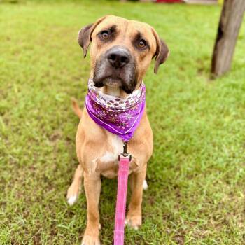 Rescue Black Mouth Cur Dogs for Adoption in Austin, Texas - Earl | PetCurious