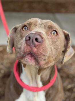 Pit Bull Terrier and Mixed Breed Dogs Available for Adoption in Benton Harbor, Michigan - Waffles | PetCurious