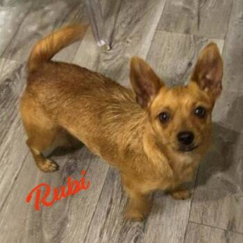 Rubi #sweet-n-low -  Dachshund and Chihuahua Dog for Adoption in Houston, Texas - Rubi #sweet-n-low | PetCurious