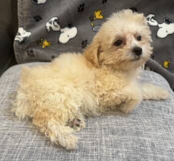 Toy Poodle Dogs Available for Sale in Baldwin, New York - Elsa  | PetCurious