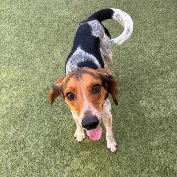 Ribeye -  Mixed Breed Dog for Adoption in Titusville, Florida - Ribeye | PetCurious