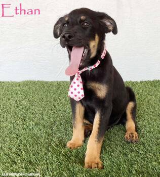 Ethan -  Rottweiler and Black Labrador Retriever Dog for Adoption in San Diego, California - Ethan | PetCurious
