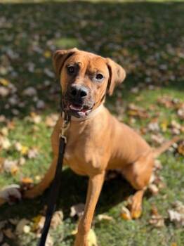 Ella -  Boxer Dog for Adoption in Cobourg, Ontario - Ella | PetCurious
