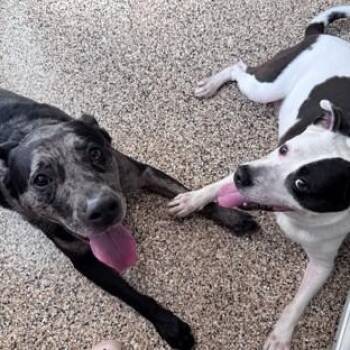 Vespa (B) -  Catahoula Leopard Dog Dog for Adoption in Hackensack, Minnesota - Vespa (B) | PetCurious