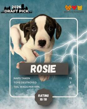 German Shepherd Dog and Mixed Breed Dogs Available for Adoption in Aliquippa, Pennsylvania - ROSIE | PetCurious