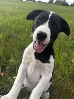 Doc -  Mixed Breed Dog Available for Adoption in Okemah, Oklahoma - Doc | PetCurious