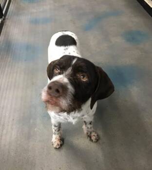 Pointer Dogs Available for Adoption - Dylan | PetCurious
