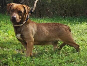 260434  Tonya -  Terrier Dog Available for Adoption in Wetumpka, Alabama - 260434  Tonya | PetCurious