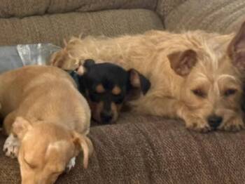 Phoebe -  Dachshund and Chihuahua Dog for Adoption in Fort Collins, Colorado - Phoebe | PetCurious