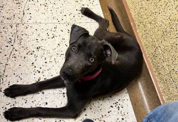 Rescue Labrador Retriever Dogs for Adoption in Mustang, Oklahoma - Stormy | PetCurious