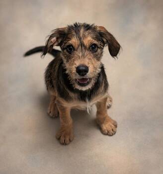 Wirehaired Terrier Dogs Available for Adoption in Hardeeville, South Carolina - Moxie | PetCurious