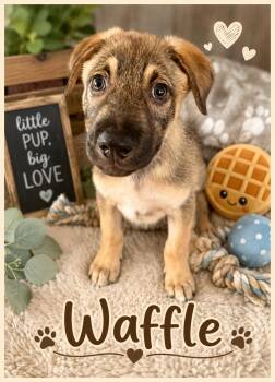 Waffle -  German Shepherd Dog Dog for Adoption in Park Forest, Illinois - Waffle | PetCurious
