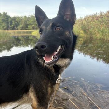 Kona -  German Shepherd Dog Dog for Adoption in Duxbury, Massachusetts - Kona | PetCurious