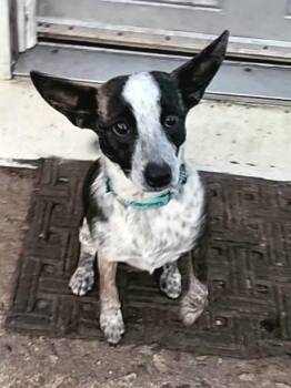 Rescue Australian Cattle Dog Blue Heeler and Feist Dogs for Adoption in Ringwood, New Jersey - Bella | PetCurious