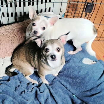 Rescue Chihuahua Dogs for Adoption in Rutherfordton, North Carolina - Bagel & Chipper | PetCurious