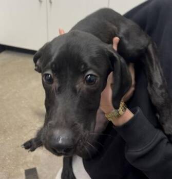 Mixed Breed Dogs Available for Adoption - Saturn | PetCurious