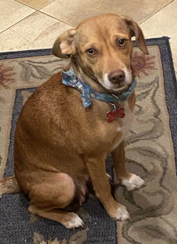 Rescue Beagle and Terrier Dogs for Adoption in San Diego, California - Sierra | PetCurious