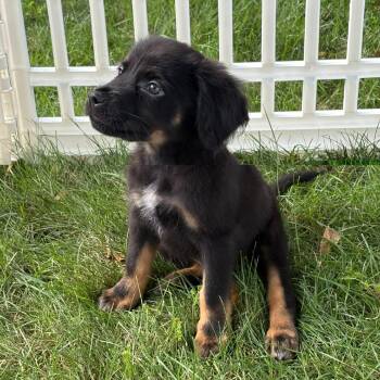 Juno -  Border Collie and Rottweiler Dog for Adoption - Juno | PetCurious