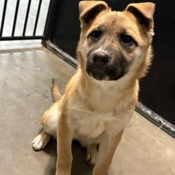 Mixed Breed Dogs Available for Adoption - Biscuit | PetCurious