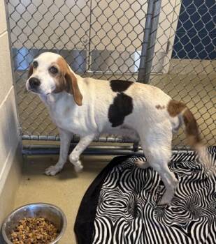 Hubba Bubba -  Hound and Mixed Breed Dog Available for Adoption in King William, Virginia - Hubba Bubba | PetCurious