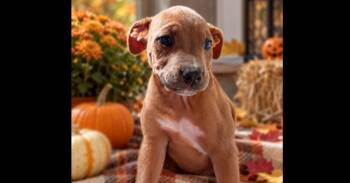 ACORN -  American Bulldog and Mixed Breed Dog for Adoption in Thompson, Pennsylvania - ACORN | PetCurious