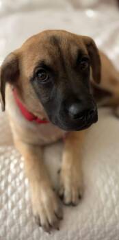 Henry -  Shepherd Dog for Adoption in Southlake, Texas - Henry | PetCurious