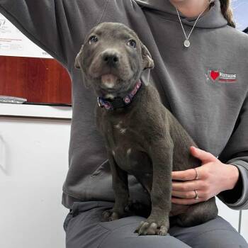 Rescue Pit Bull Terrier Dogs for Adoption in Brainerd, Minnesota - Rye | PetCurious