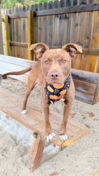 Rescue Chocolate Labrador Retriever and Mixed Breed Dogs for Adoption in Muskegon, Michigan - Hazel | PetCurious