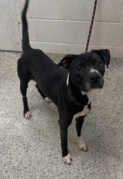 Tux -  Mixed Breed Dog for Adoption in Kansas City, Missouri - Tux | PetCurious