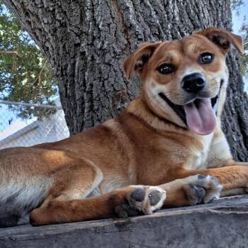 Pete -  Shiba Inu and Mixed Breed Dog for Adoption in Corpus Christi, Texas - Pete | PetCurious