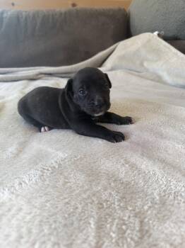 Summer - Brynns litter -  American Staffordshire Terrier Dog for Adoption in Holly Springs, North Carolina - Summer - Brynns Litter | PetCurious