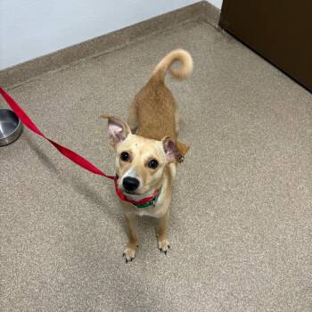 Cricket -  Terrier and Mixed Breed Dog for Adoption in League City, Texas - Cricket | PetCurious