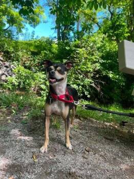 Winnie -  Chihuahua Dog for Adoption in Candler, North Carolina - Winnie | PetCurious